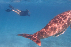 Dugong Crop 1