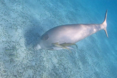 Dugong Upside Down