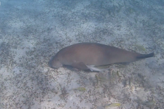 Dugong on sea floor