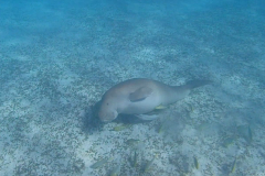 Dugong on side looking up