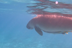 Dugong swimming away