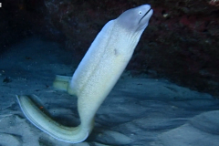 Eel 1 sharpened