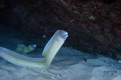 Eel 2