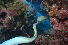 Eel Reflection 2