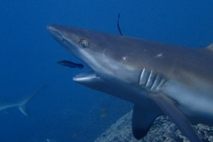 Shark Closeup 2 crop