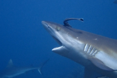 Shark Closeup crop