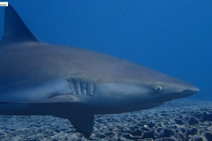 Shark crop sharpen