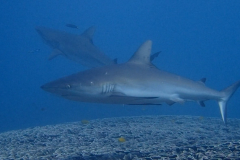 Sharks 2 crop