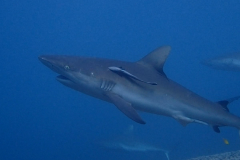 Sharks 3 crop