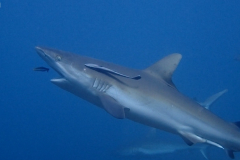 Sharks 4 crop