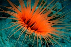 Tube anemone small